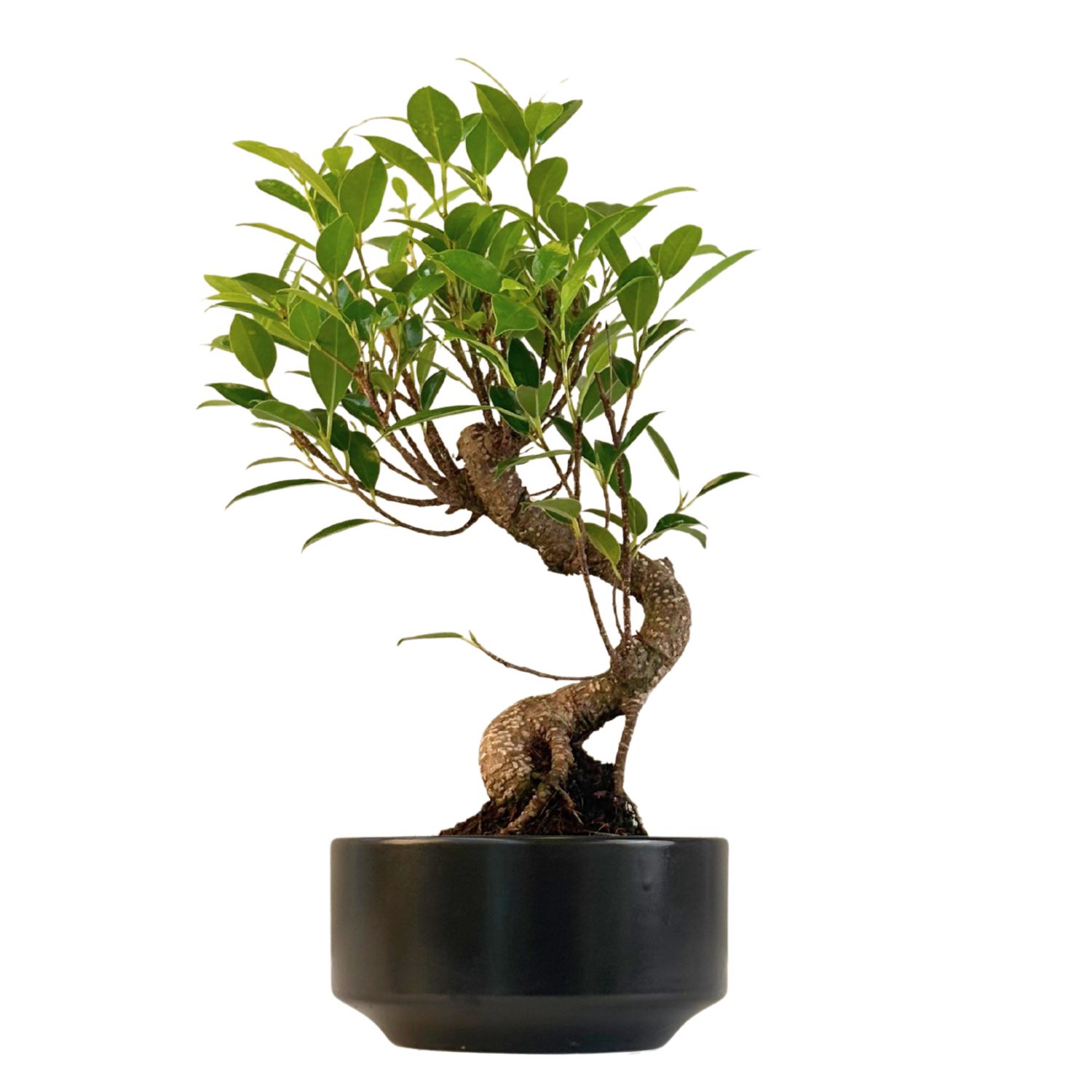 Ficus Bonsai P15 S