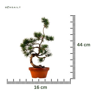 Sosna biała japońska P16 16P02