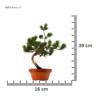 Sosna biała japońska P16 16P01