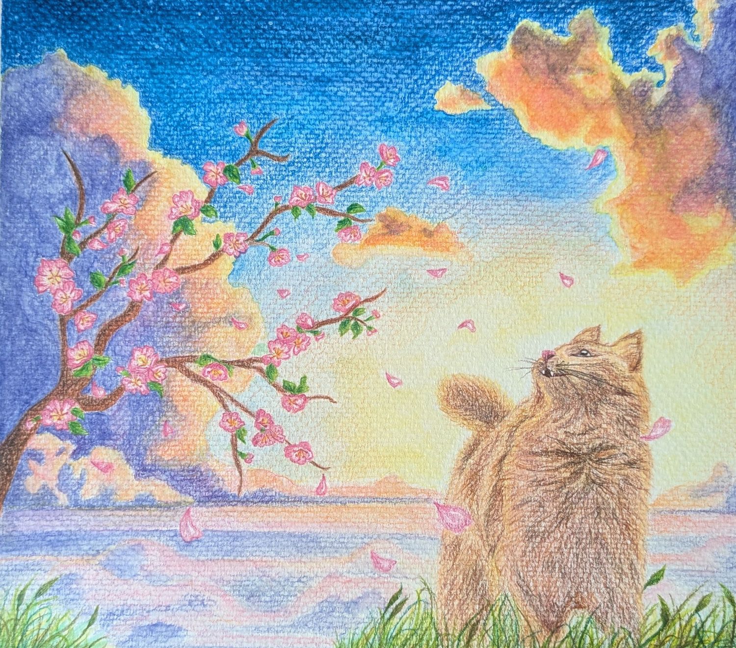 Cat enjoying sunset