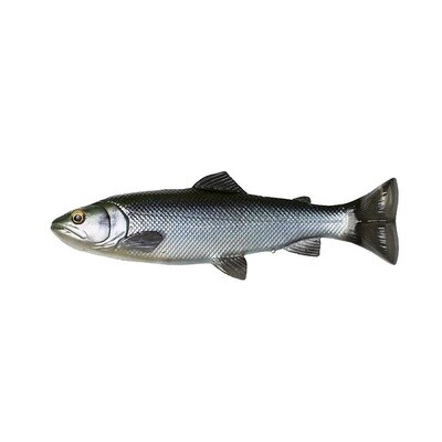 Pulse Tail Trout
