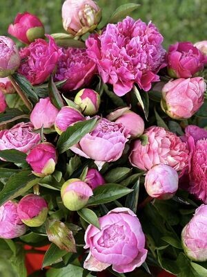 Bunch Of Peonies With A Hand Written Note...