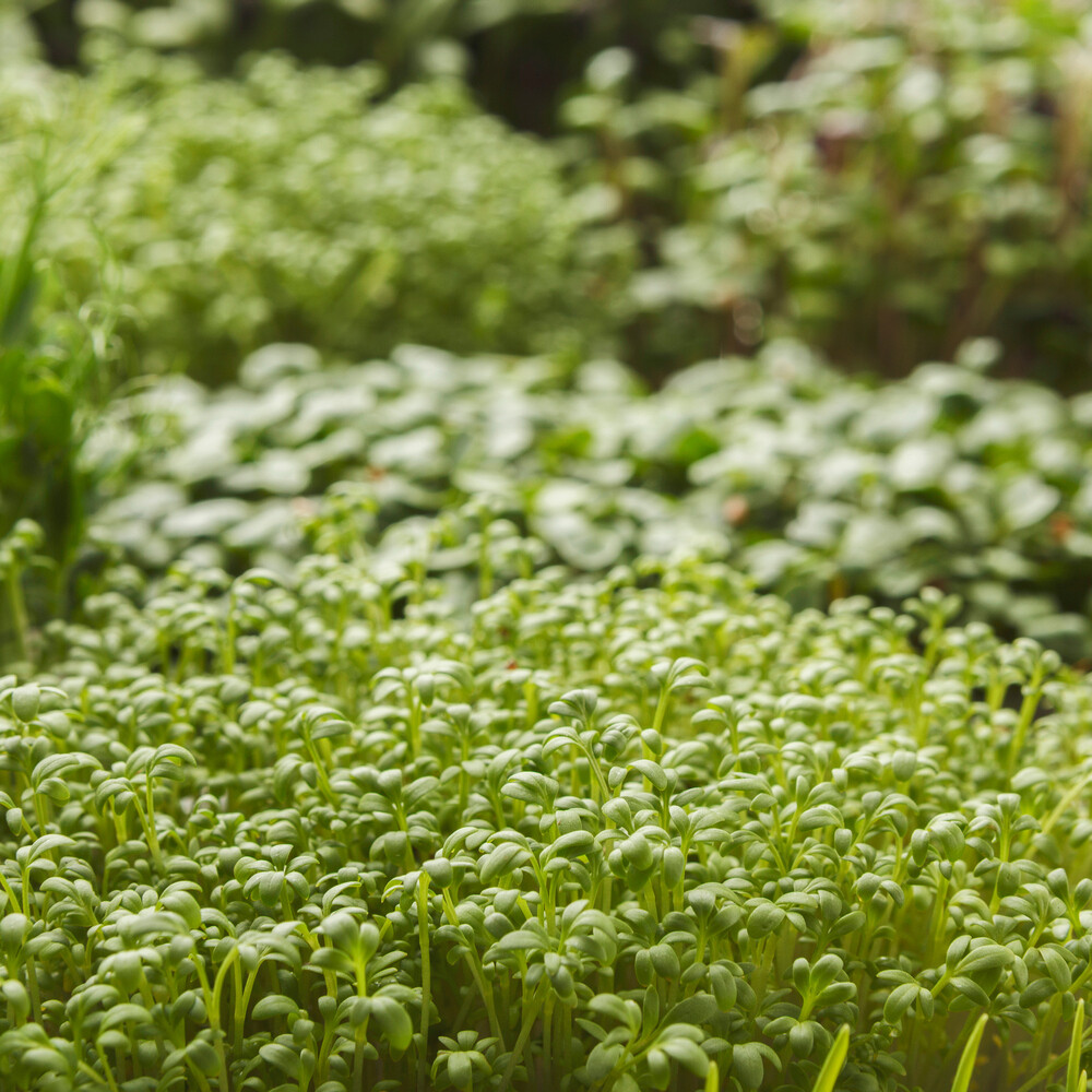 Microgreen Full Tray Subscription - Uncut Microgreen Full Tray Subscription - Uncut