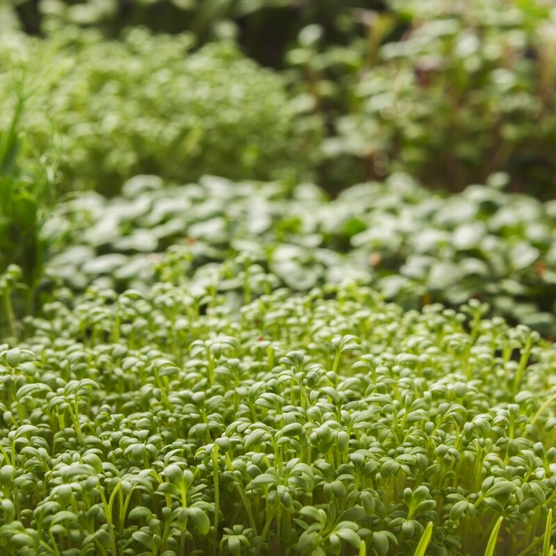 Microgreen Full Tray Subscription - Uncut Microgreen Full Tray Subscription - Uncut
