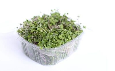 Microgreen Sunny Mix Pre-cut Single Order Microgreen Sunny Mix Pre-cut Single Order