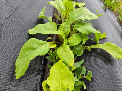 Chard - Rainbow Mix Chard - Rainbow Mix