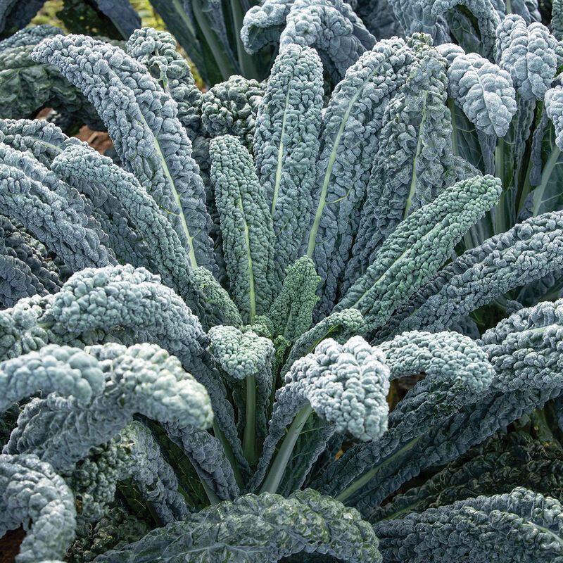 Kale