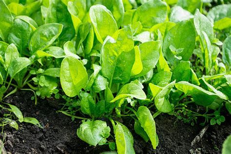 Spinach Spinach