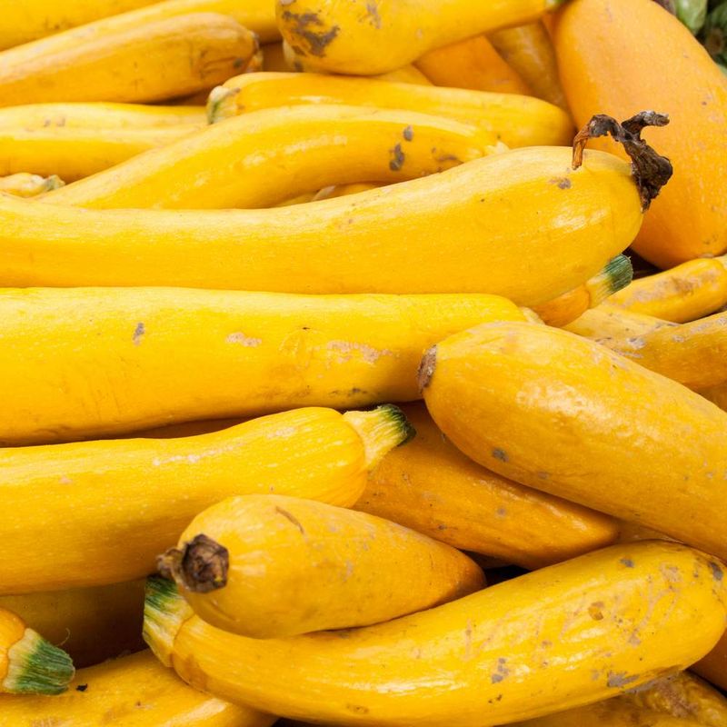 Summer Squash - Yellow Summer Squash - Yellow