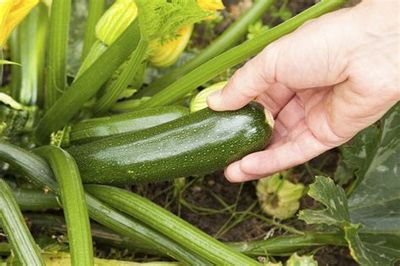 Zucchini Zucchini