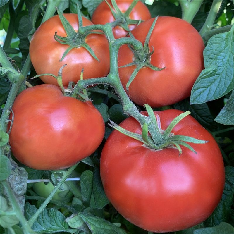 Tomato - Slicers