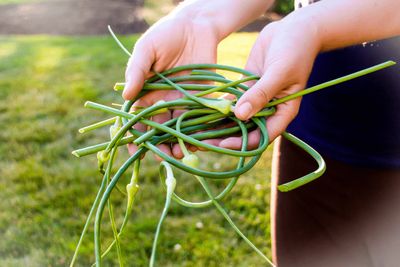 Garlic Scapes
