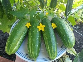 Traditional Cucumbers (Ashley) Traditional Cucumbers (Ashley)