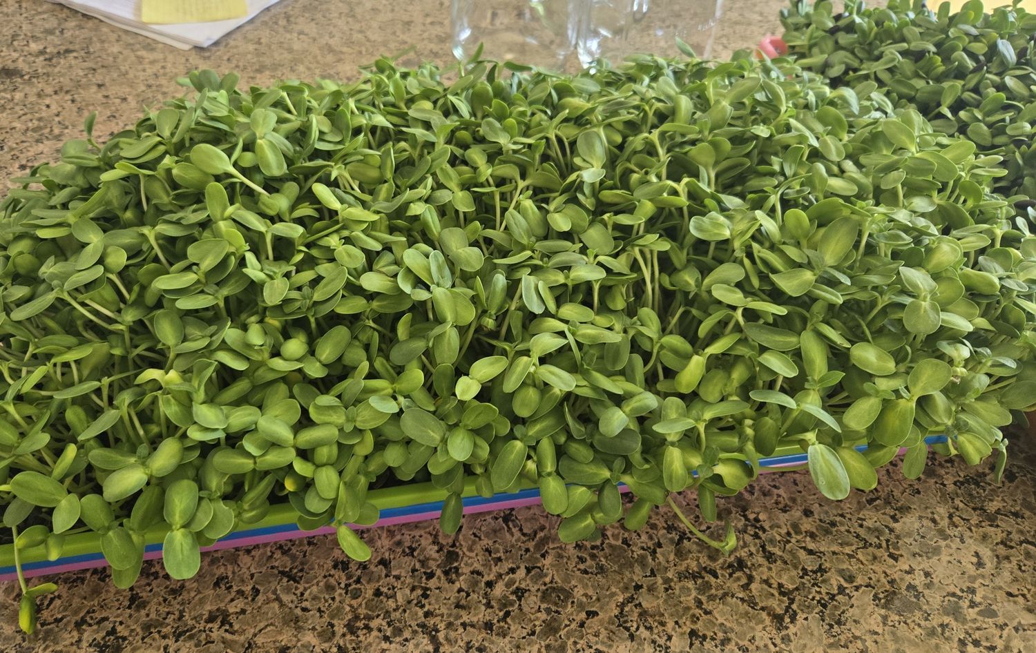 Microgreen Sunflowers Only - Single Order