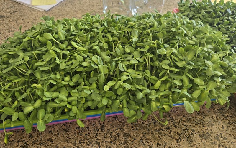 Microgreen Sunflowers Only - Single Order