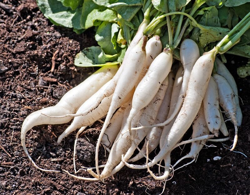 Icicle Radish - 5 Radishes bunched Icicle Radish - 5 Radishes bunched
