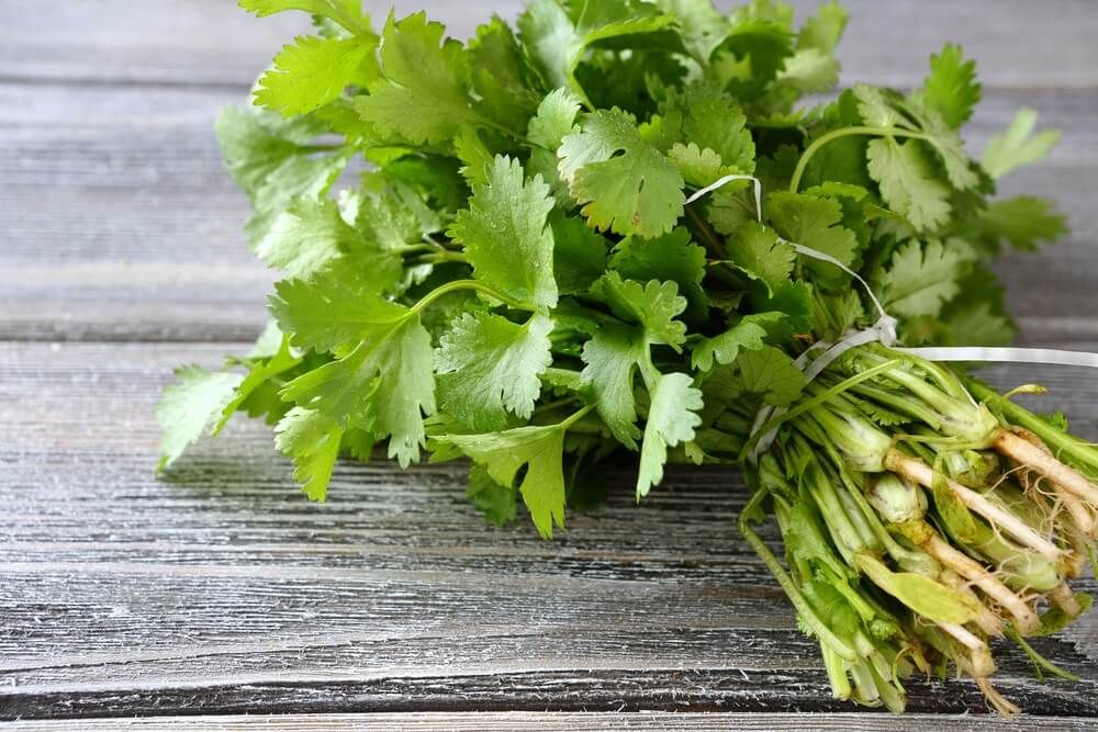 Cilantro - 1 Healthy and Flavorful Bunch Cilantro - 1 Healthy and Flavorful Bunch