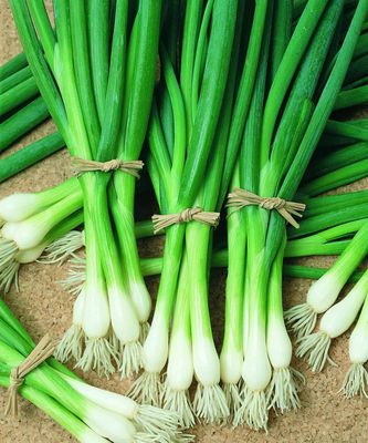 Bunching Onions Bunching Onions