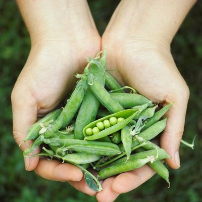 Shelling Peas Shelling Peas
