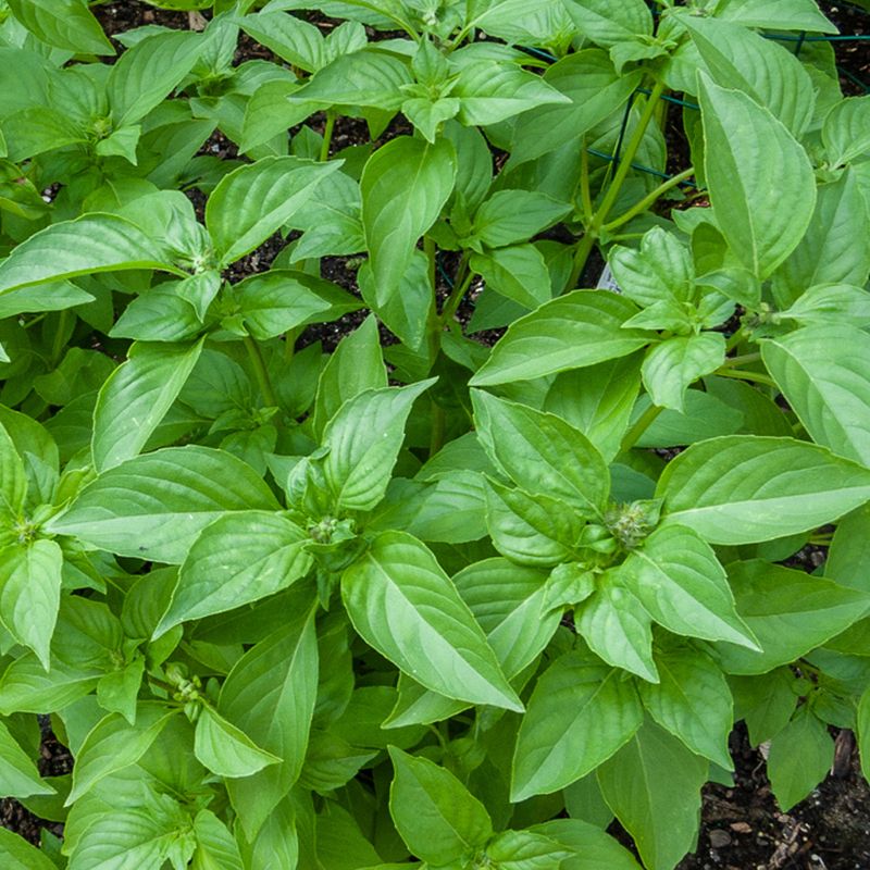 Basil - Lemon Basil - Lemon