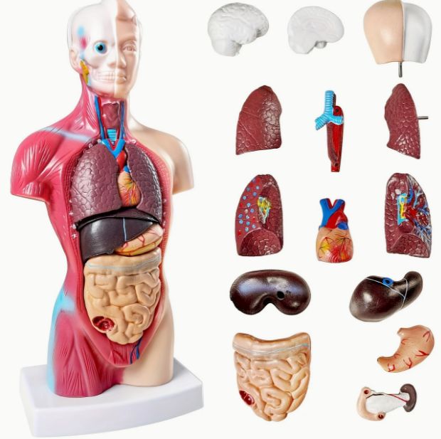 Torso Humano