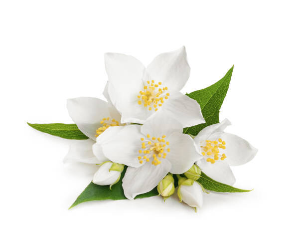 LITCHI EN INFUSETTE