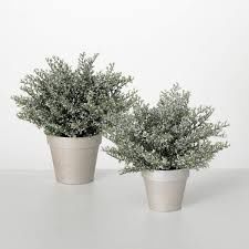 Potted White Bubble Cedar, Large