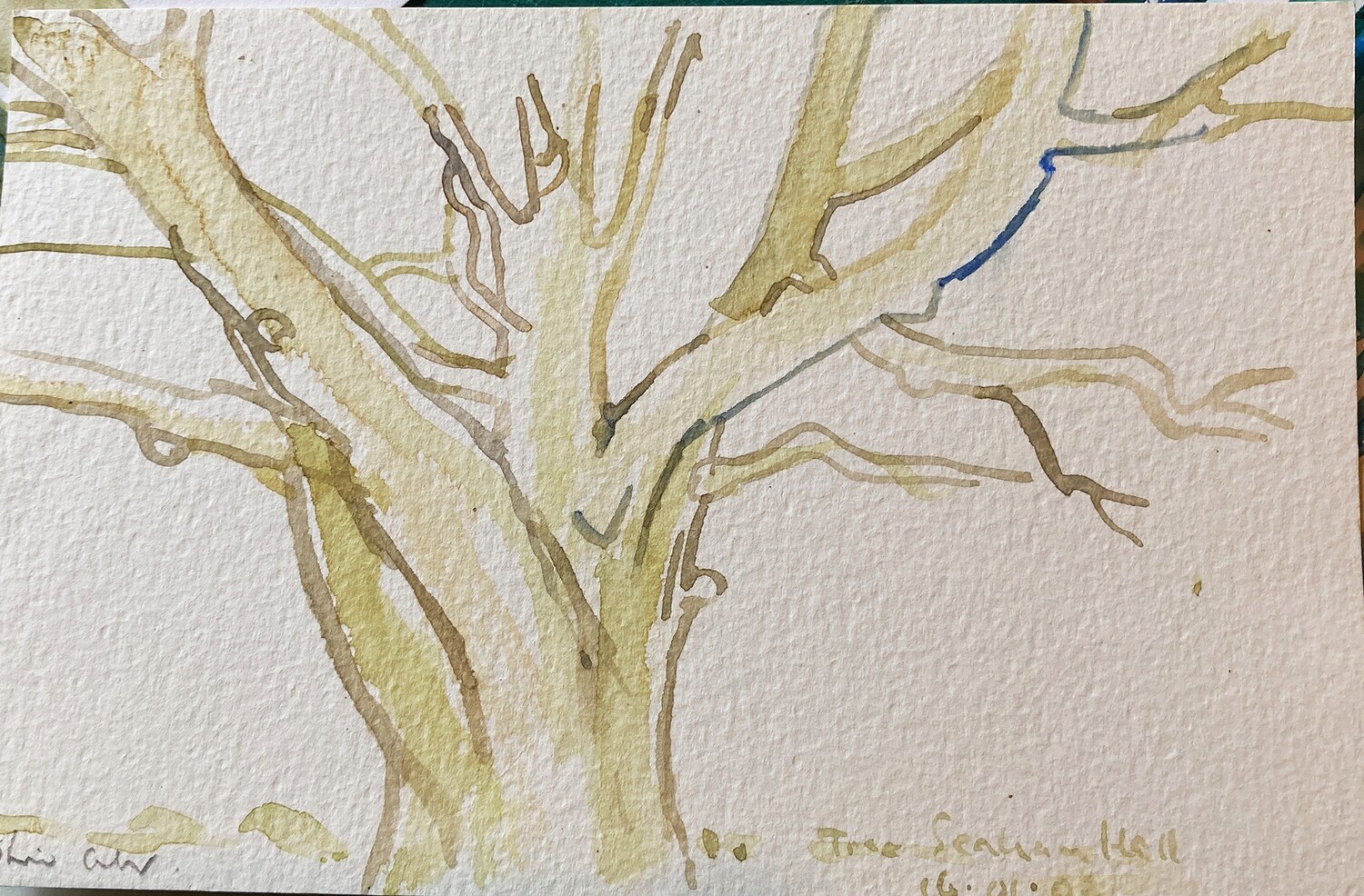 ORIGINAL - ZEN TREE -SEAHAM HALL 2003