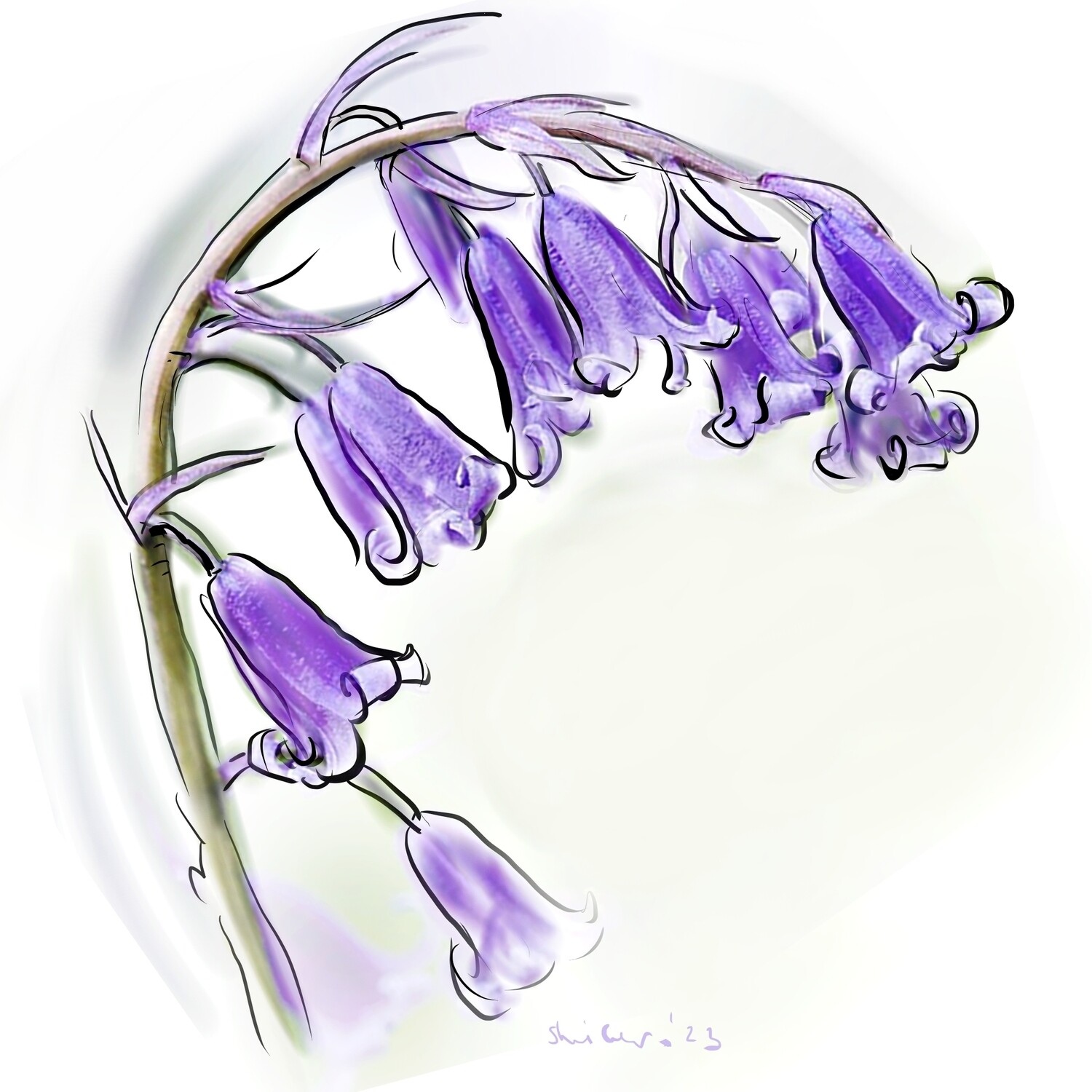PRINT- BLUEBELLS1