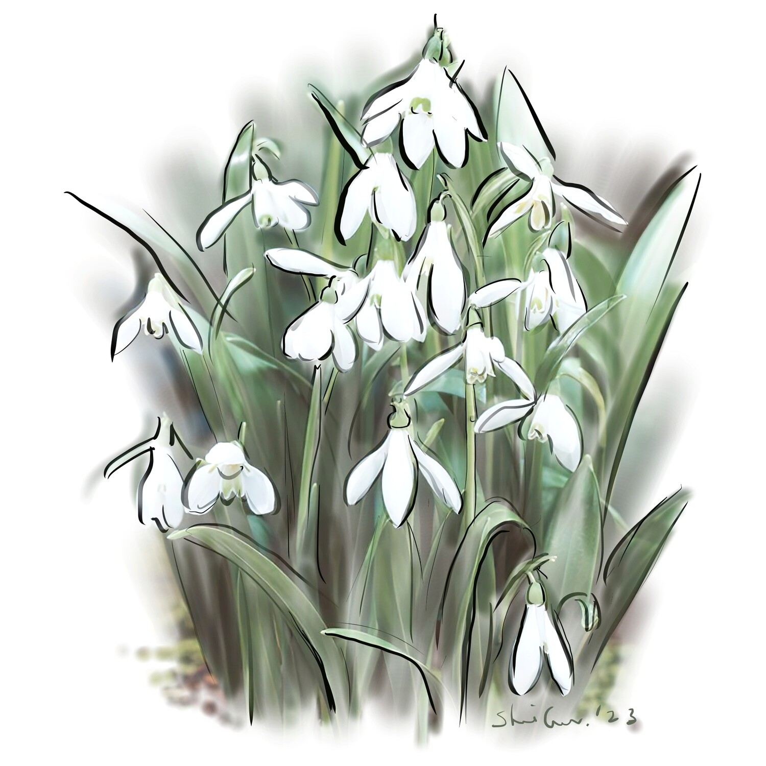 PRINT- SYLVIA&#39;S SNOWDROPS 2023