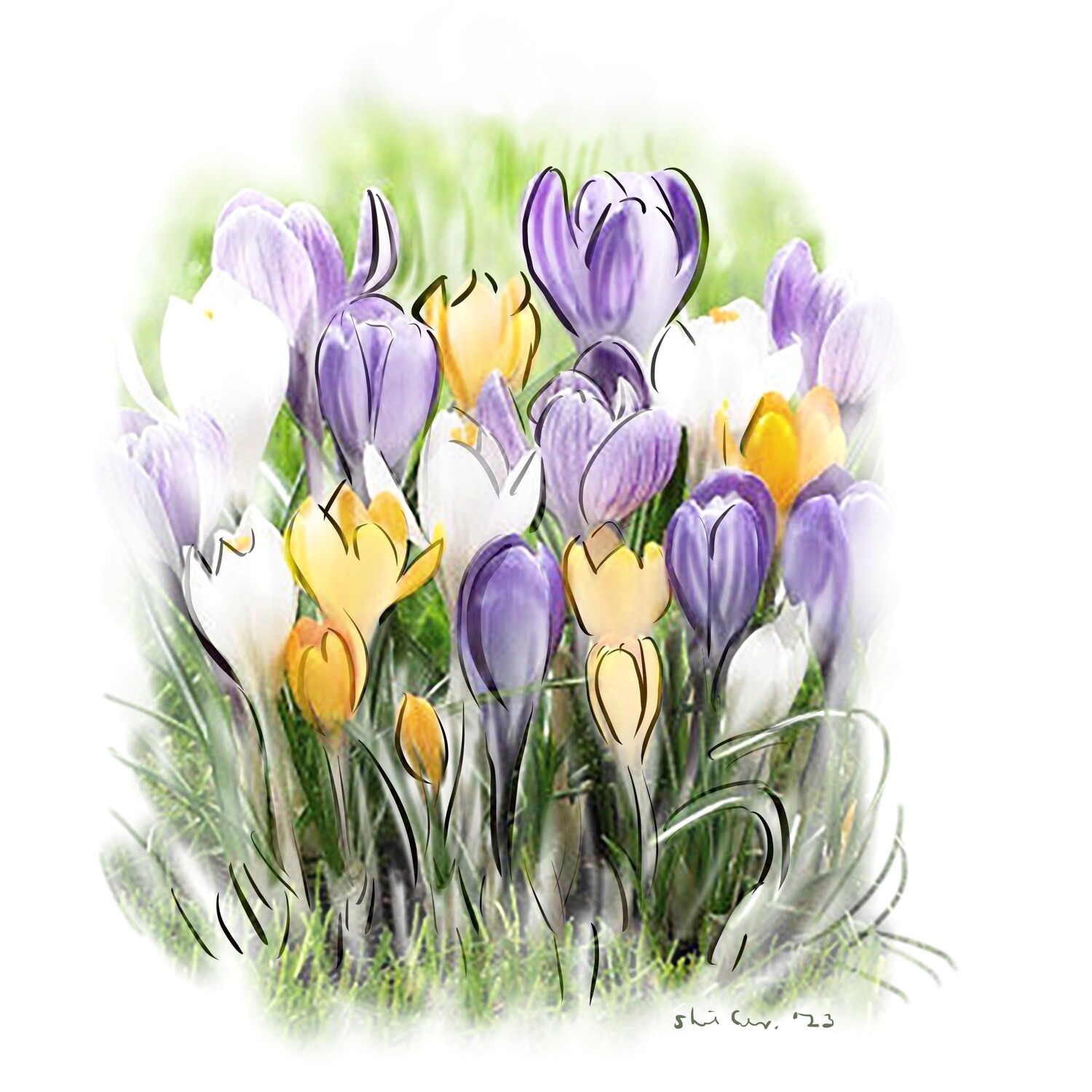 PRINT-CROCUSES- 2023