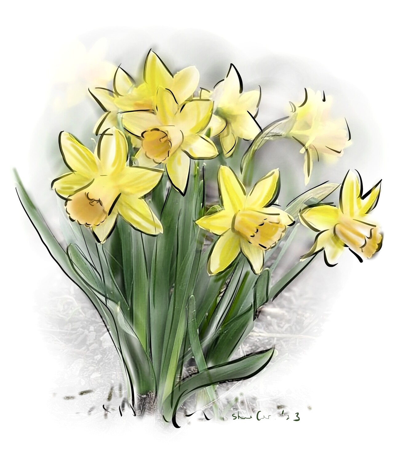 PRINT-DAFFODILS - 2023