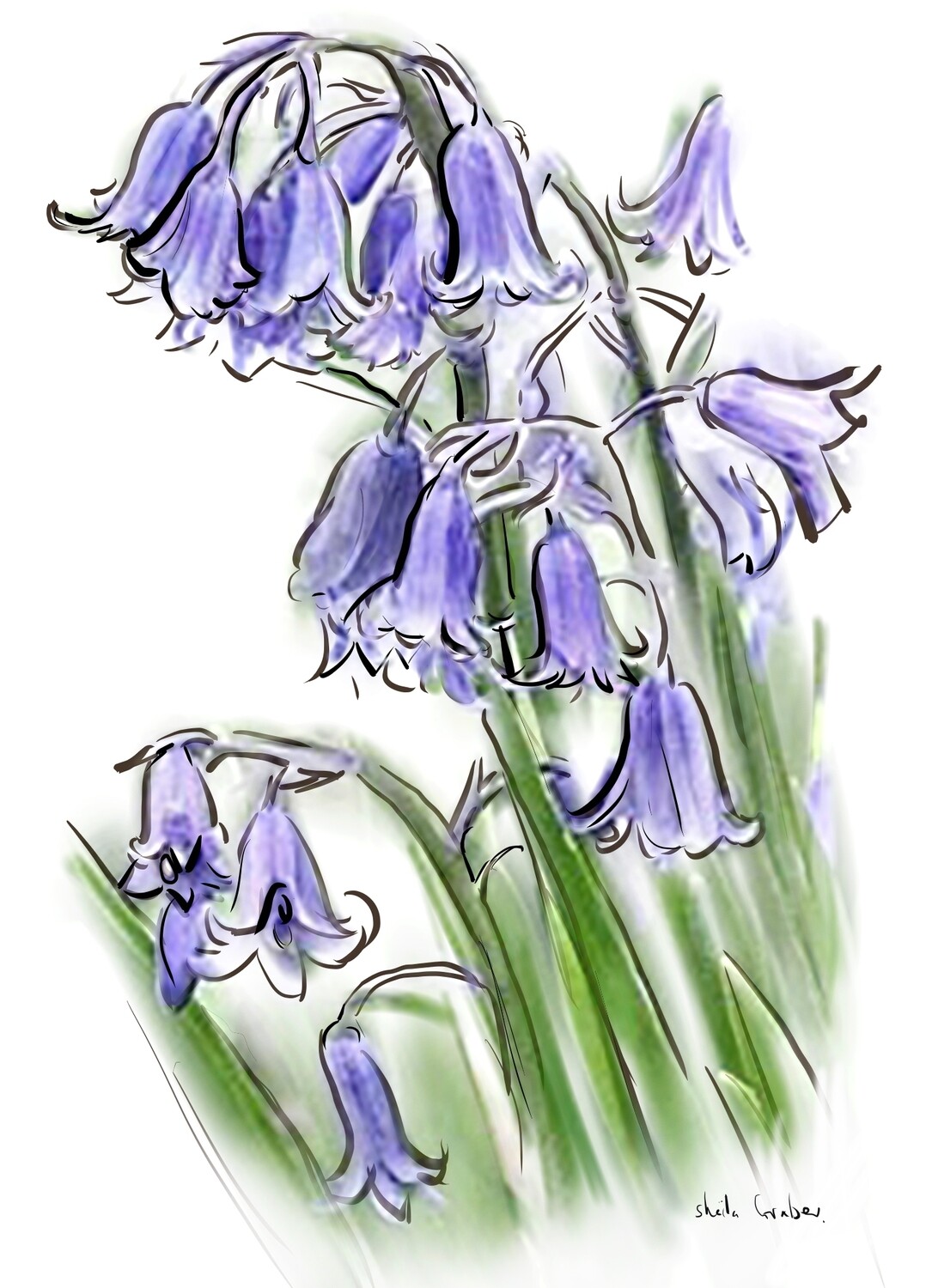 PRINT- BLUEBELL 2 - 2023