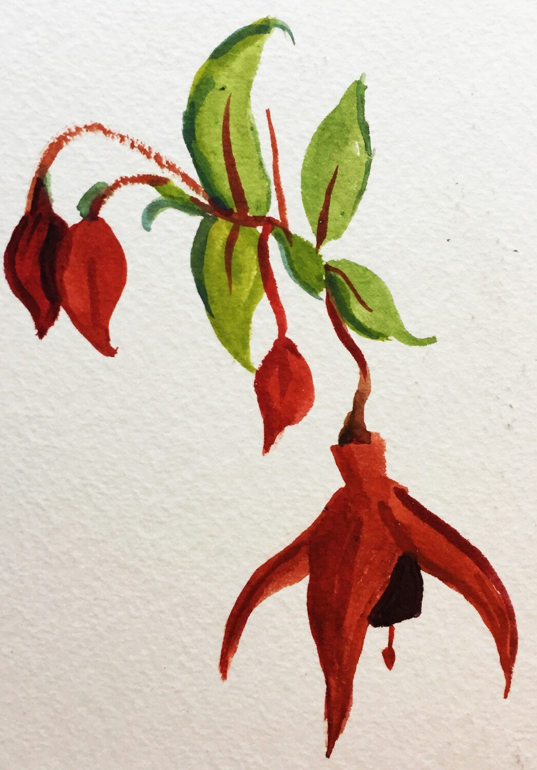 PRINT-  -FUCHSIA WATERCOLOUR 2009