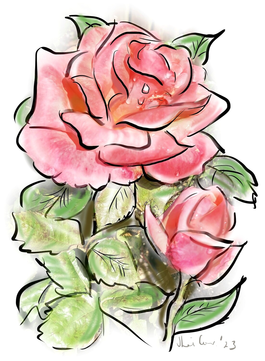 PRINT - ALLAN&#39;s  ROSE