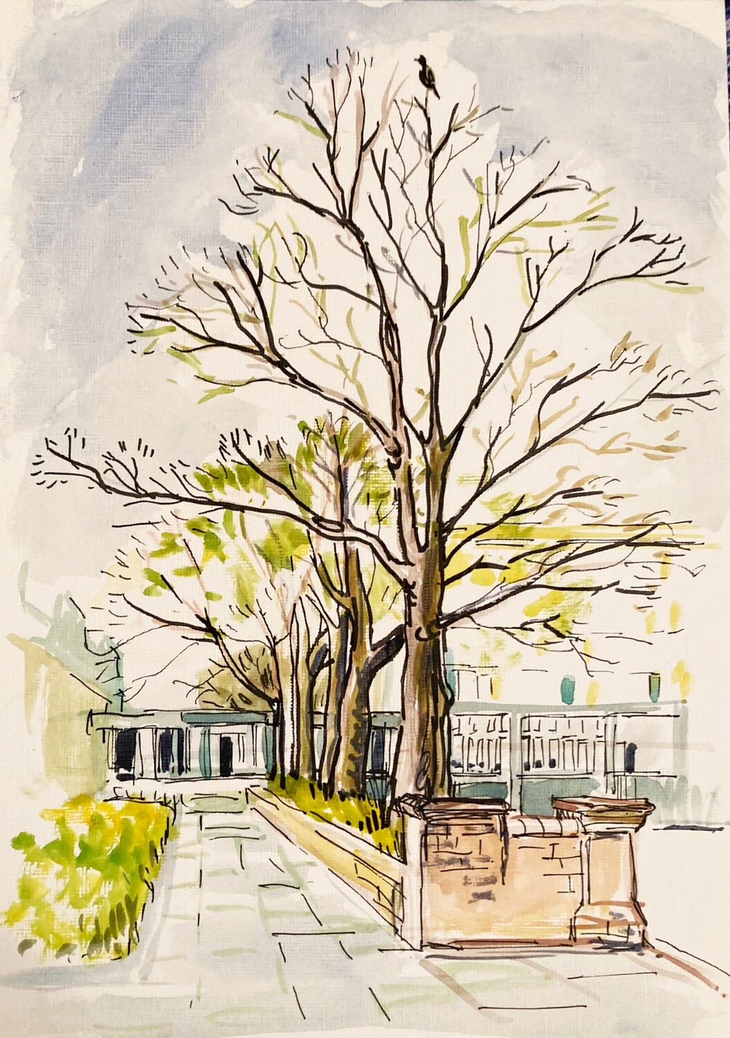 PRINT- COLLEGE TREES 14/2/24