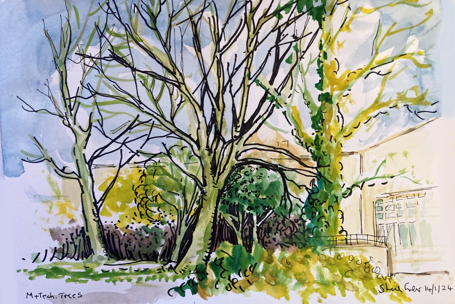 PRINT- of College Tree No1.. 14/1/24