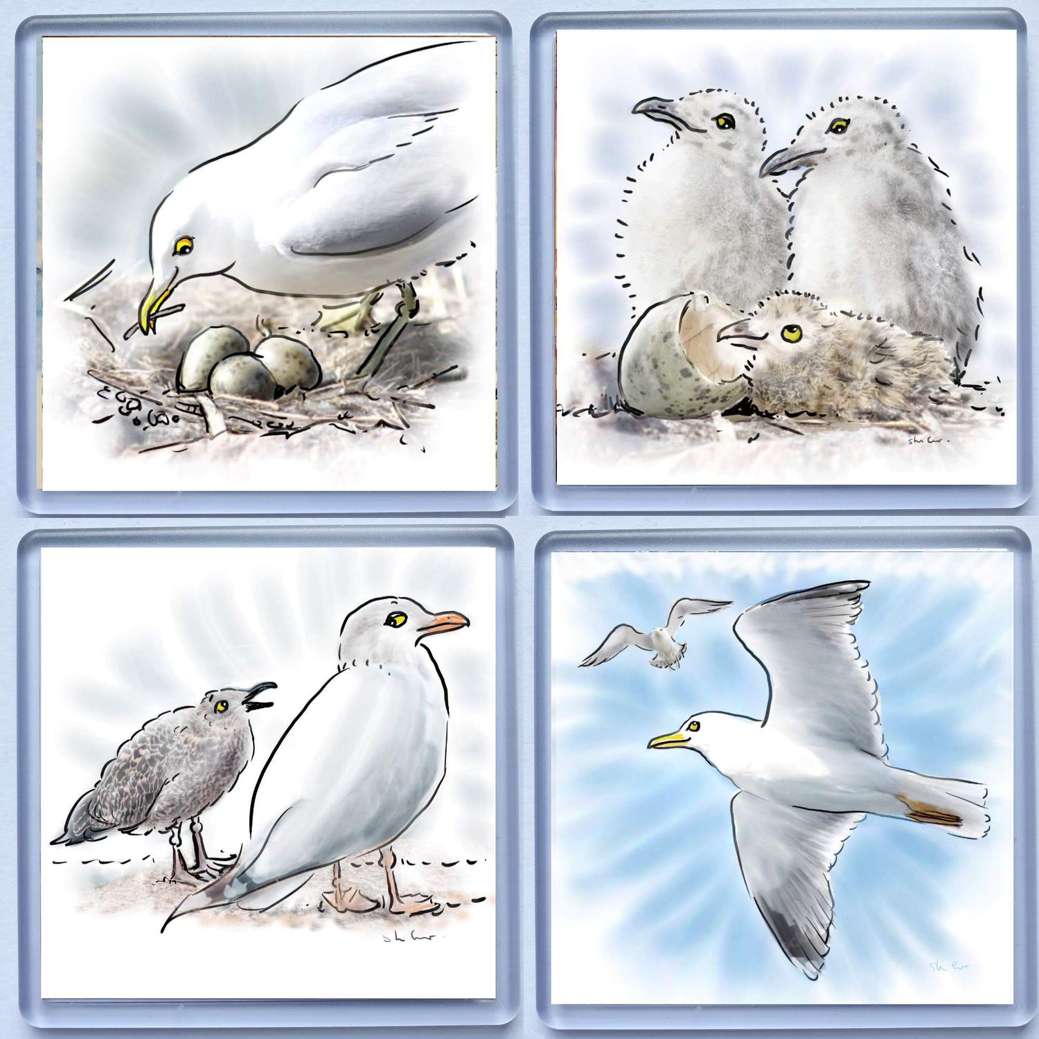 COASTERS- 4 X SEAGULL STORIES