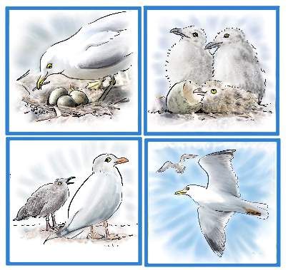 Pack of 12 Notelets - SEAGULL STORIES