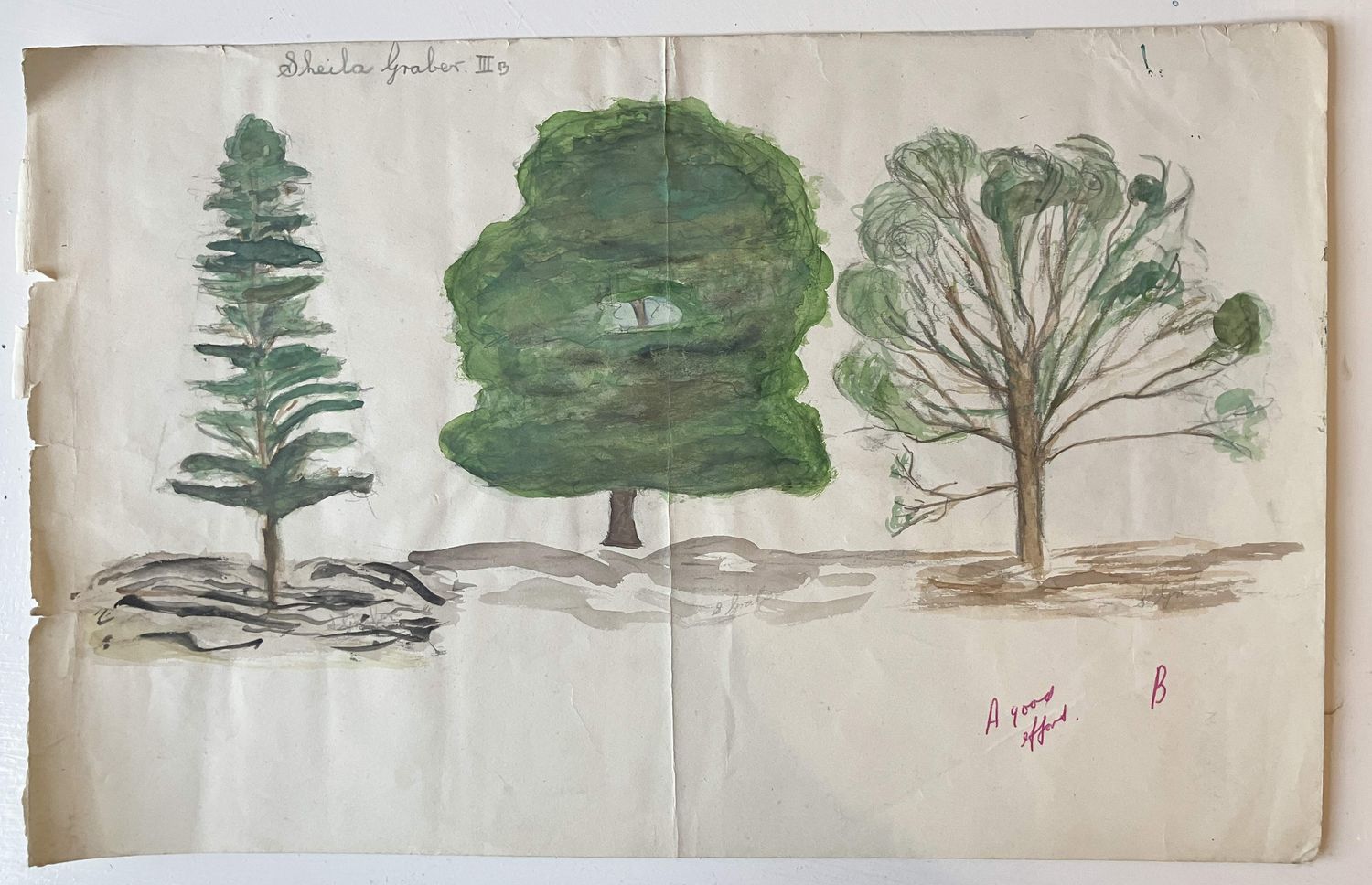 ORIGINAL-  Three TREES aged 11