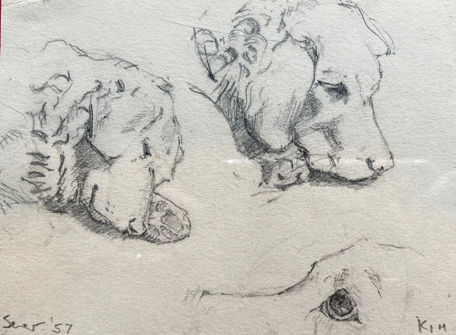 PRINT- STUDIES OF " KIM  "- 1957
