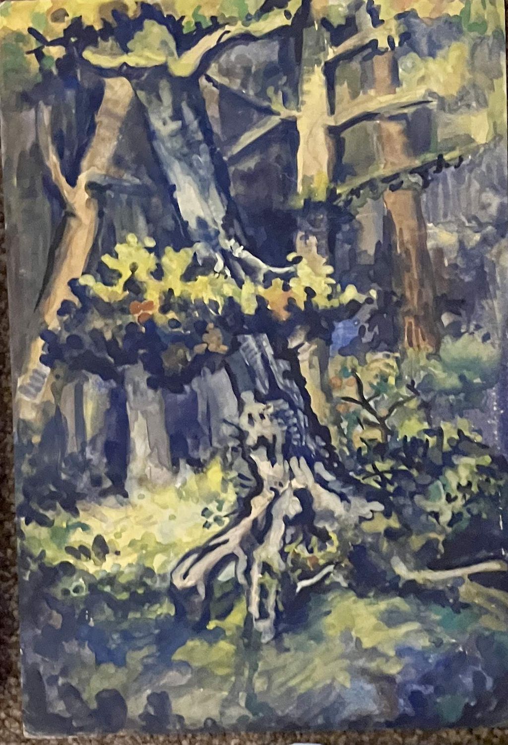 ORIGINAL- Old TREE in FOREST 1954  N.F.S.