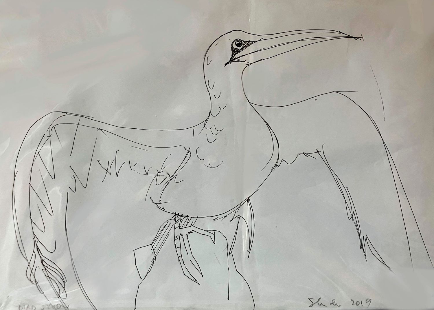 ORIGINAL -GANNET STUDY 2019