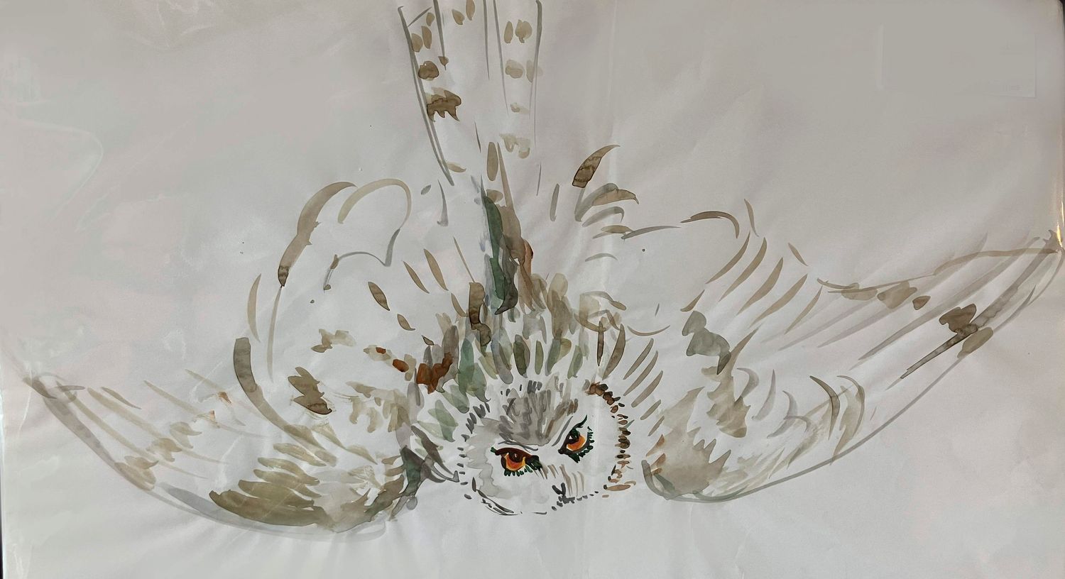 ORIGINAL -OWL IN FLIGHT STUDY 2019