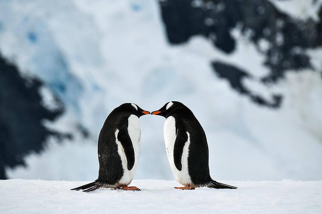 Découvrez Antarctique / croisière expédition