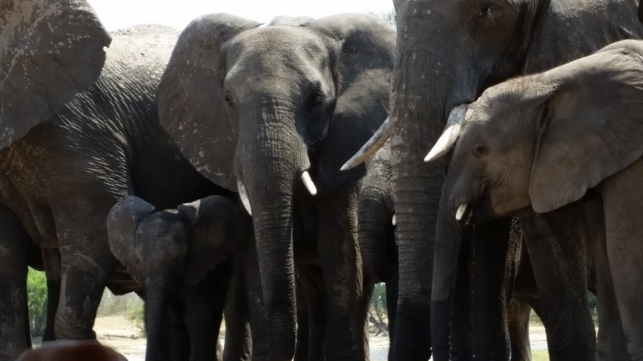 Destination Safari Afrique 2025 &#39;&#39;Le Voyage d&#39;une vie&#39;&#39;