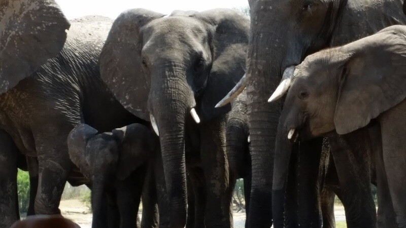 Destination Safari Afrique 2025 &#39;&#39;Le Voyage d&#39;une vie&#39;&#39;
