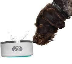 Toadfish Non-Tipping Dog Bowl+
