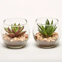 2.8 Succulents in Glass Pot+