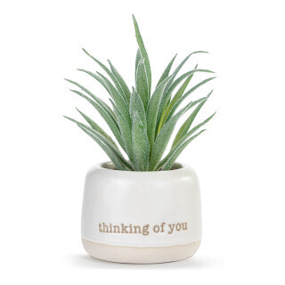 Thinking Of You Just Because Mini Succulent+